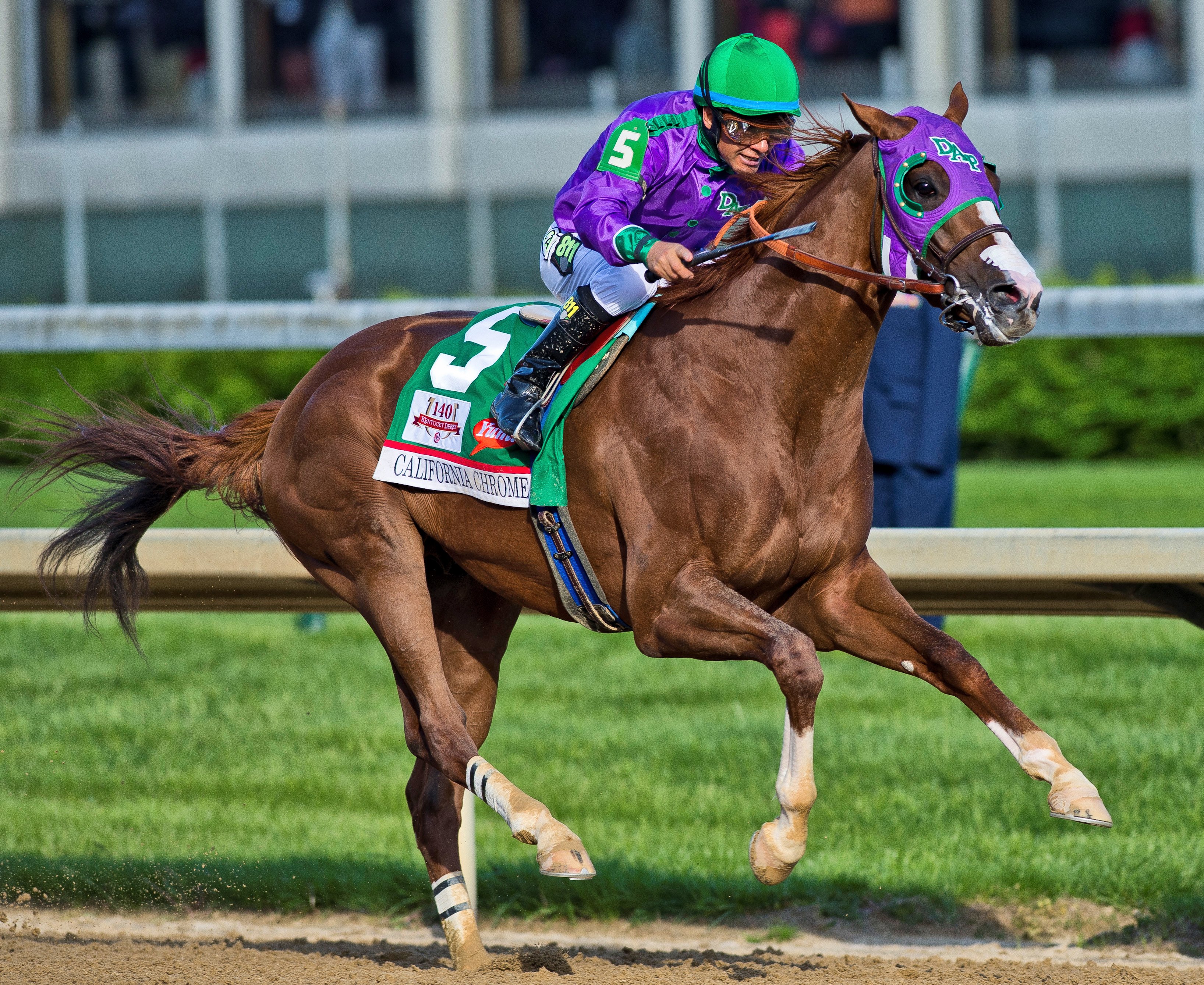 california-chrome-ca-national-museum-of-racing-and-hall-of-fame